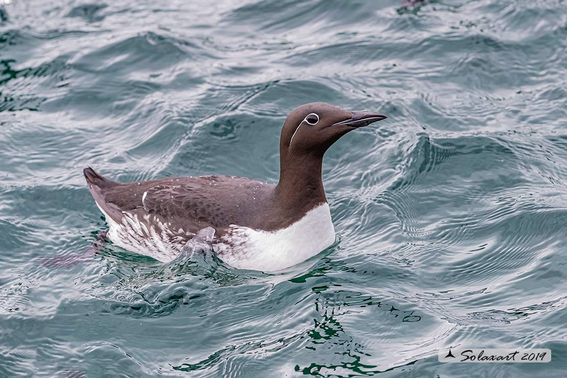 Uria aalge aalge - Uria  - Guillemot bridled