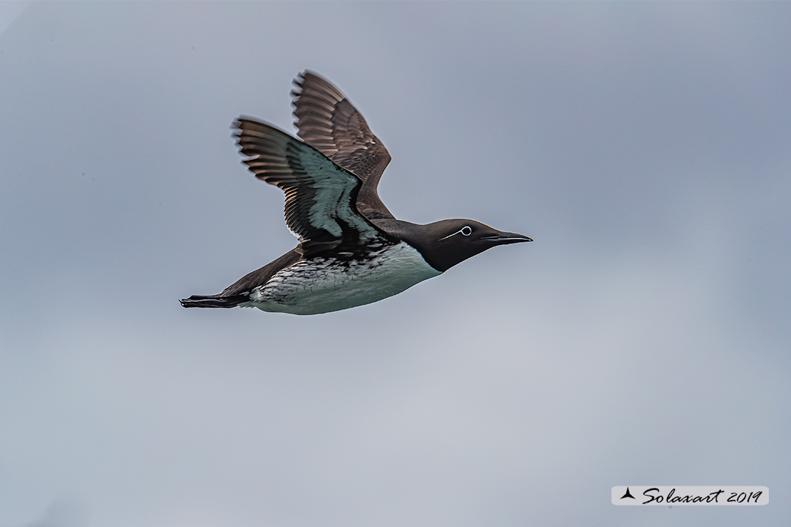 Uria aalge aalge - Uria  - Guillemot bridled