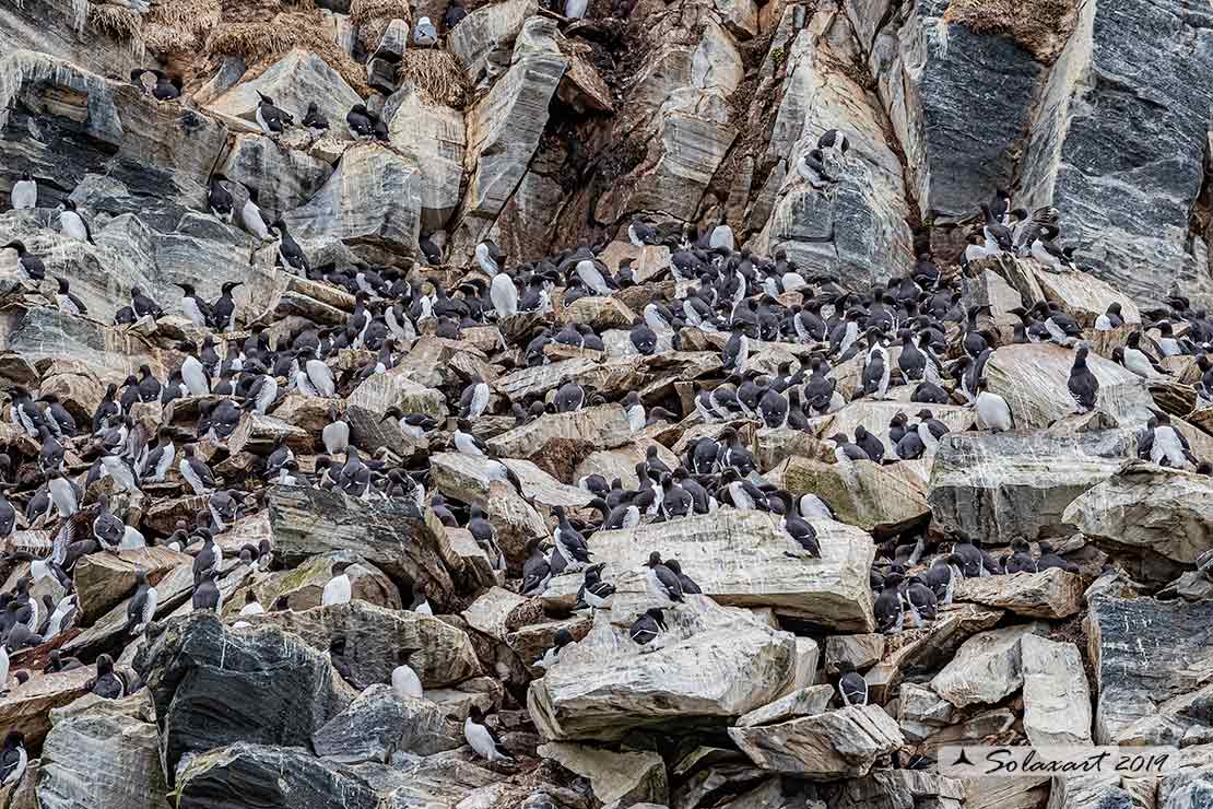 Uria aalge hyperborea - Uria  - Common Murre