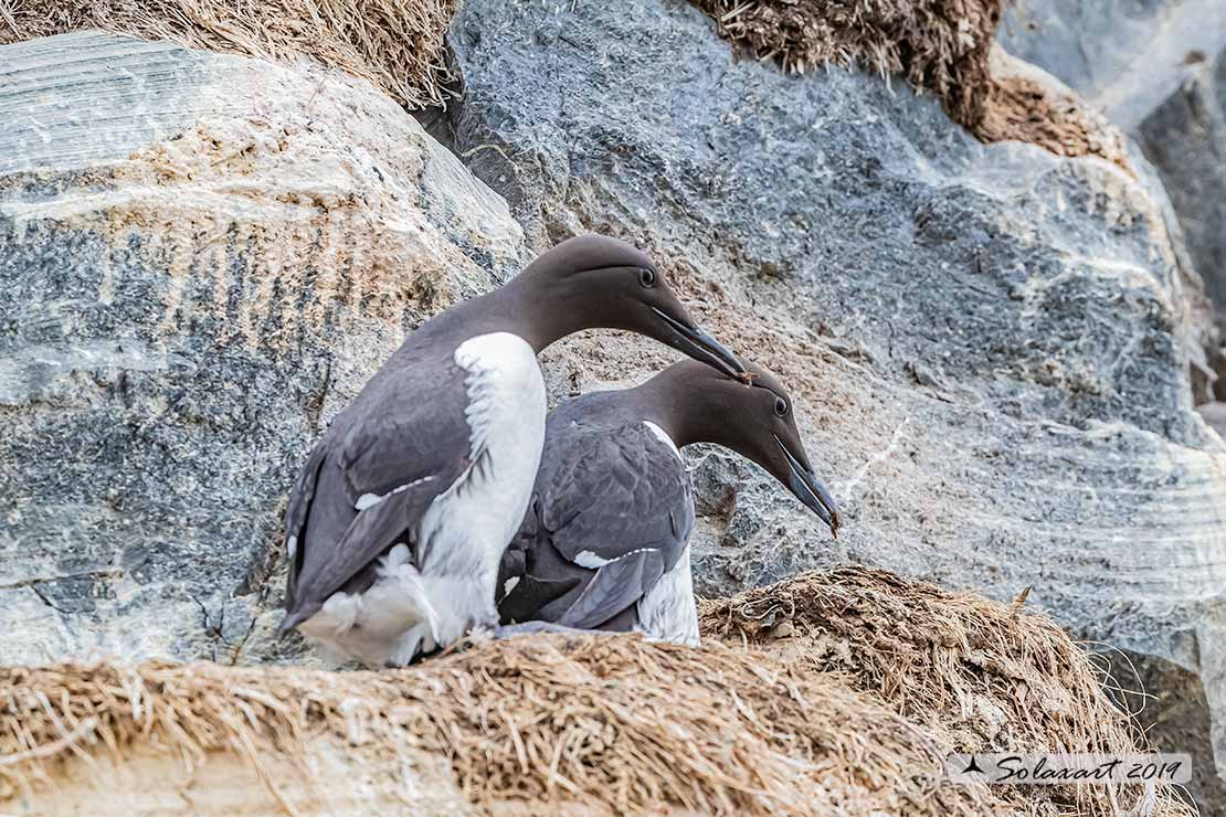 Uria aalge hyperborea - Uria  - Common Murre