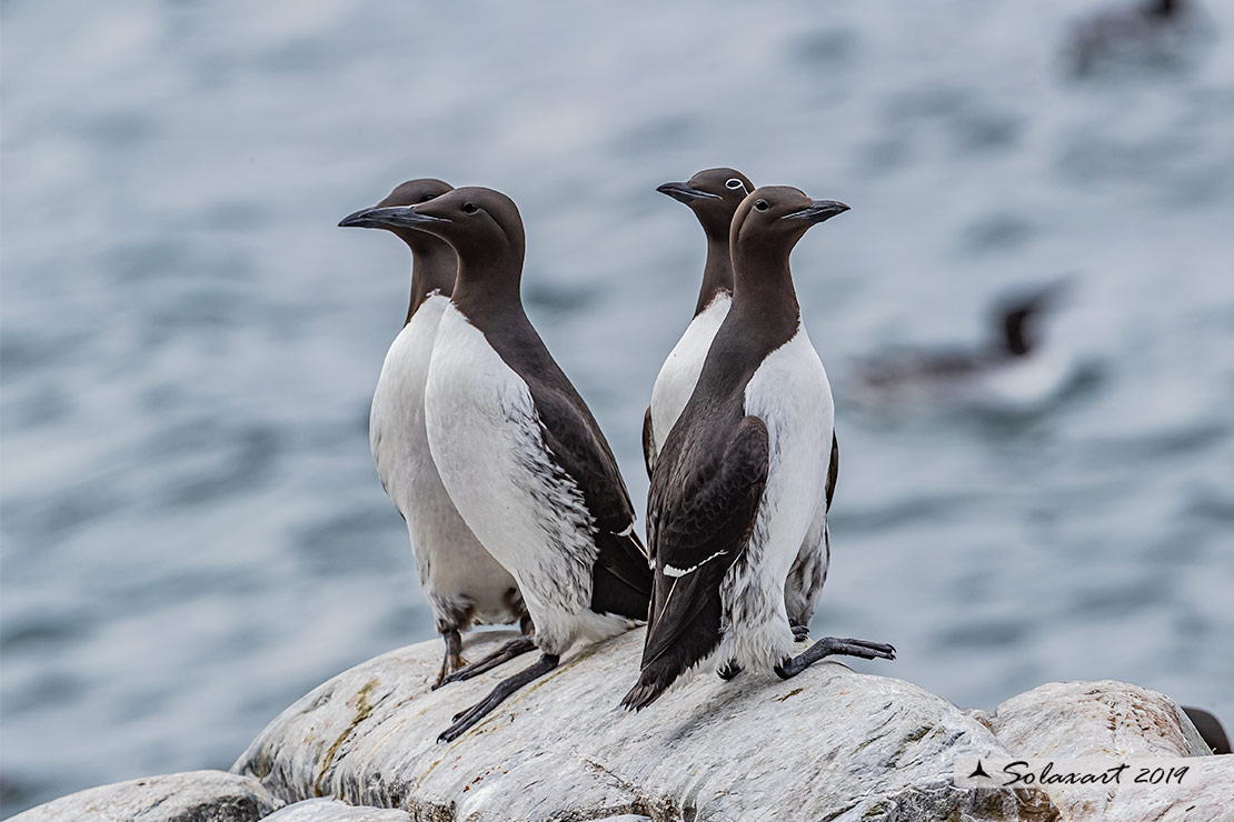 Uria aalge hyperborea - Uria  - Common Murre