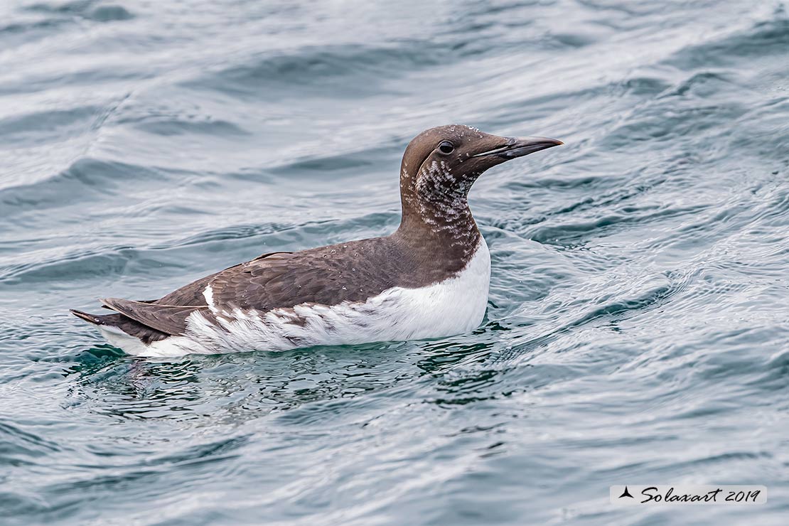 Uria aalge hyperborea - Uria  - Common Murre