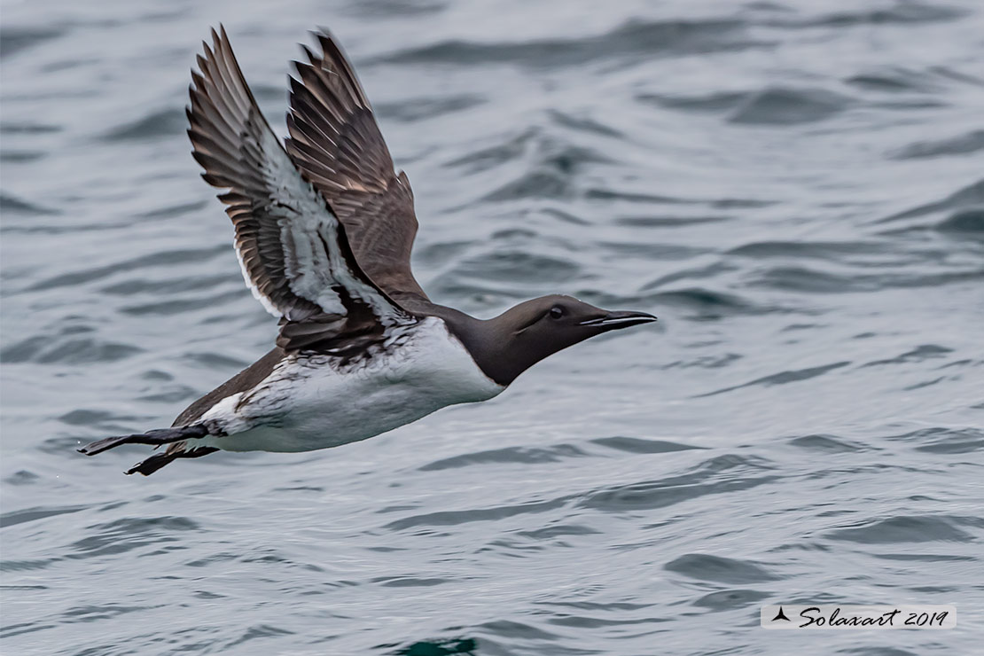 Uria aalge hyperborea - Uria  - Common Murre