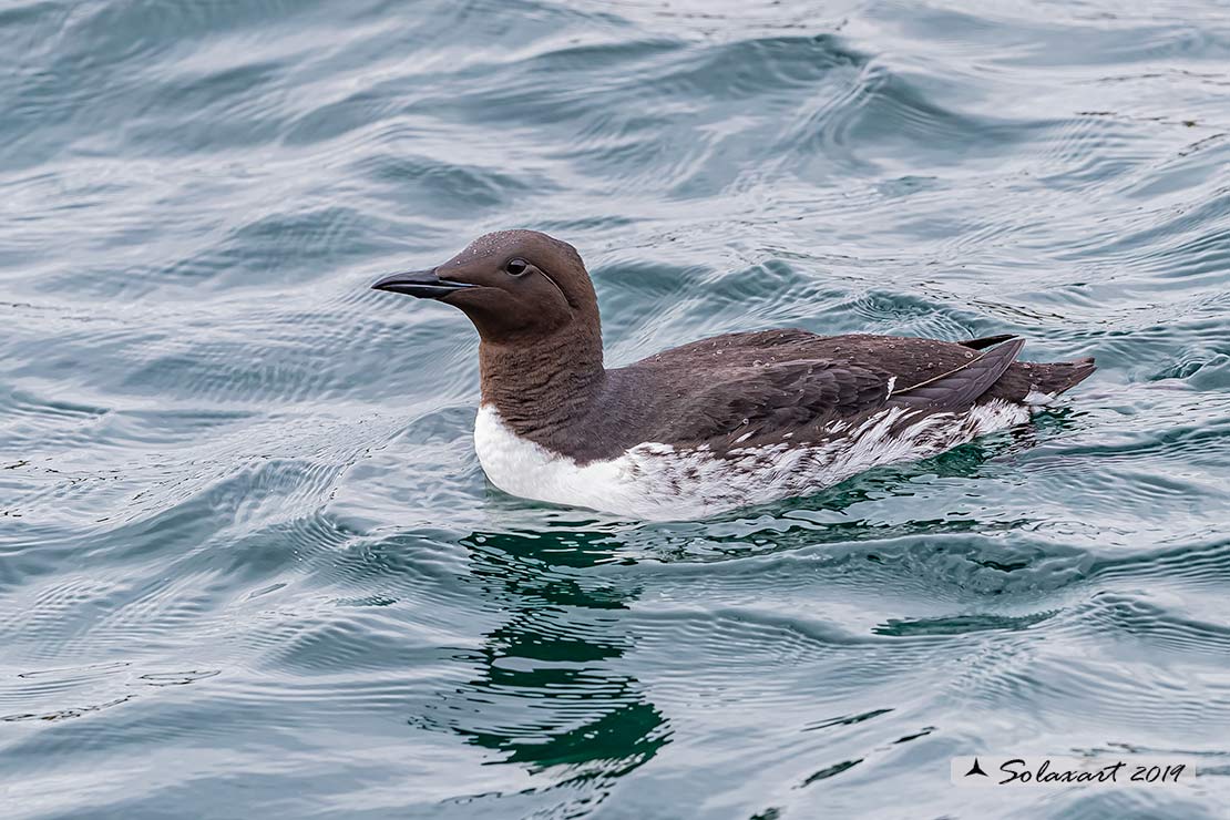 Uria aalge hyperborea - Uria  - Common Murre