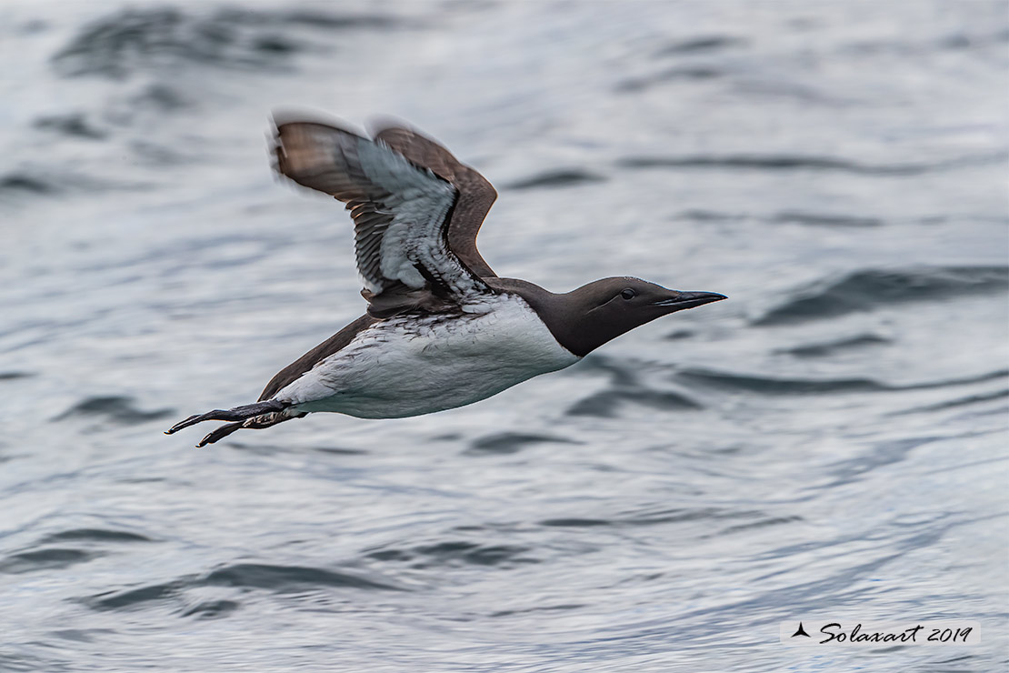 Uria aalge hyperborea - Uria  - Common Murre