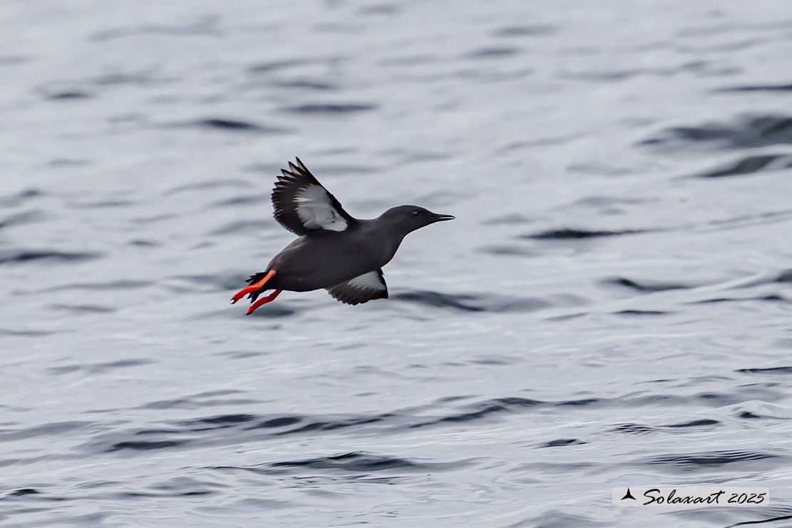 Cepphus grylle; Uria nera; Black Guillemot