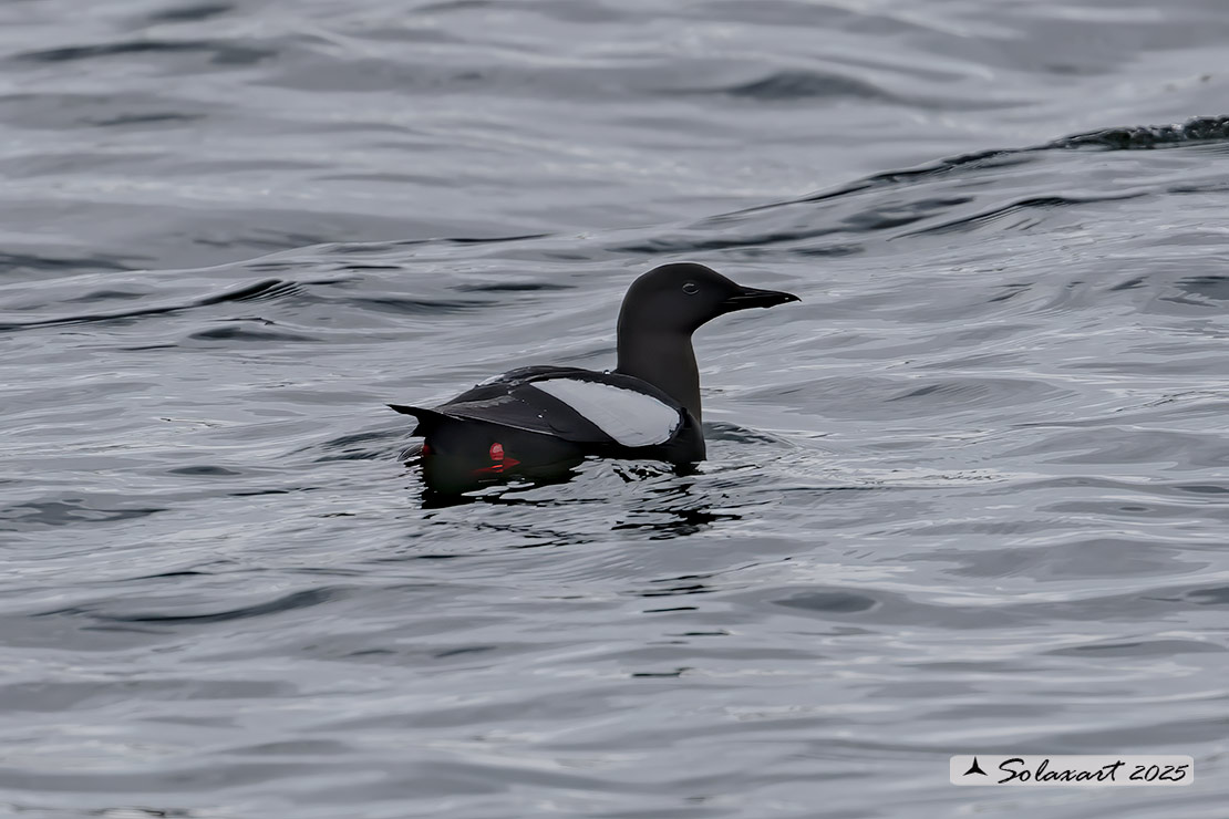 Cepphus grylle; Uria nera; Black Guillemot