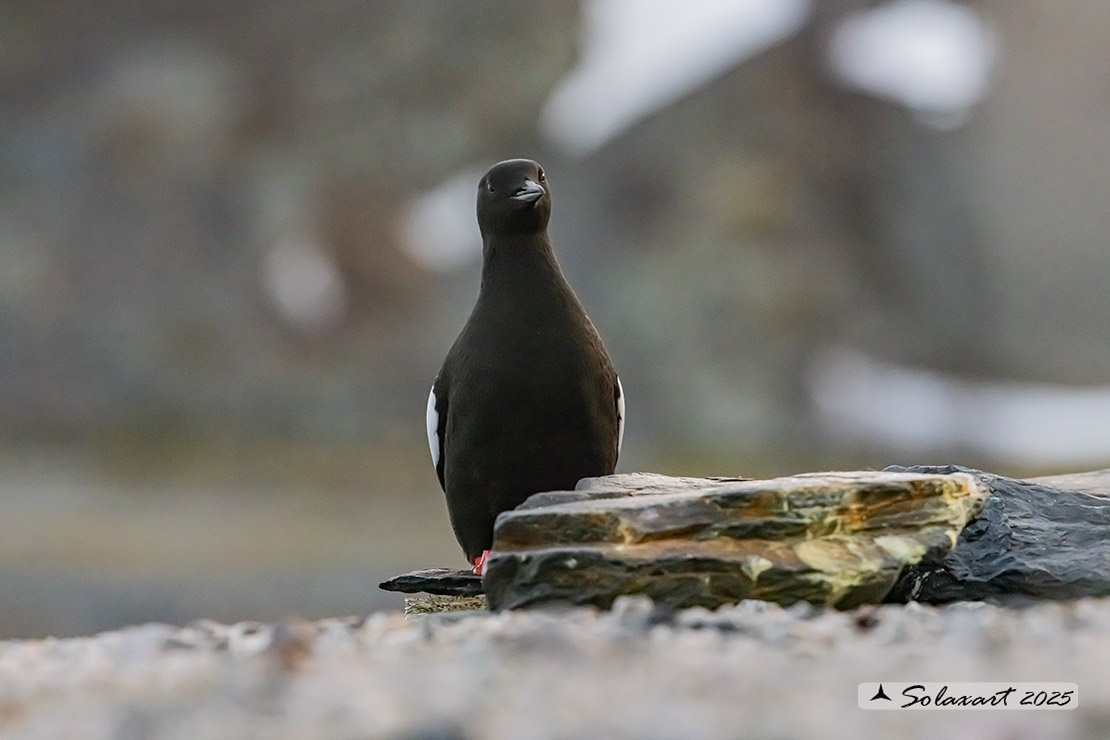 Cepphus grylle; Uria nera; Black Guillemot