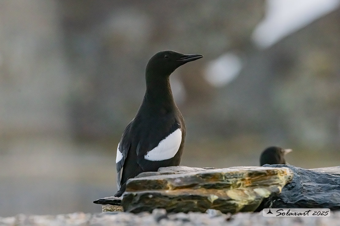 Cepphus grylle; Uria nera; Black Guillemot