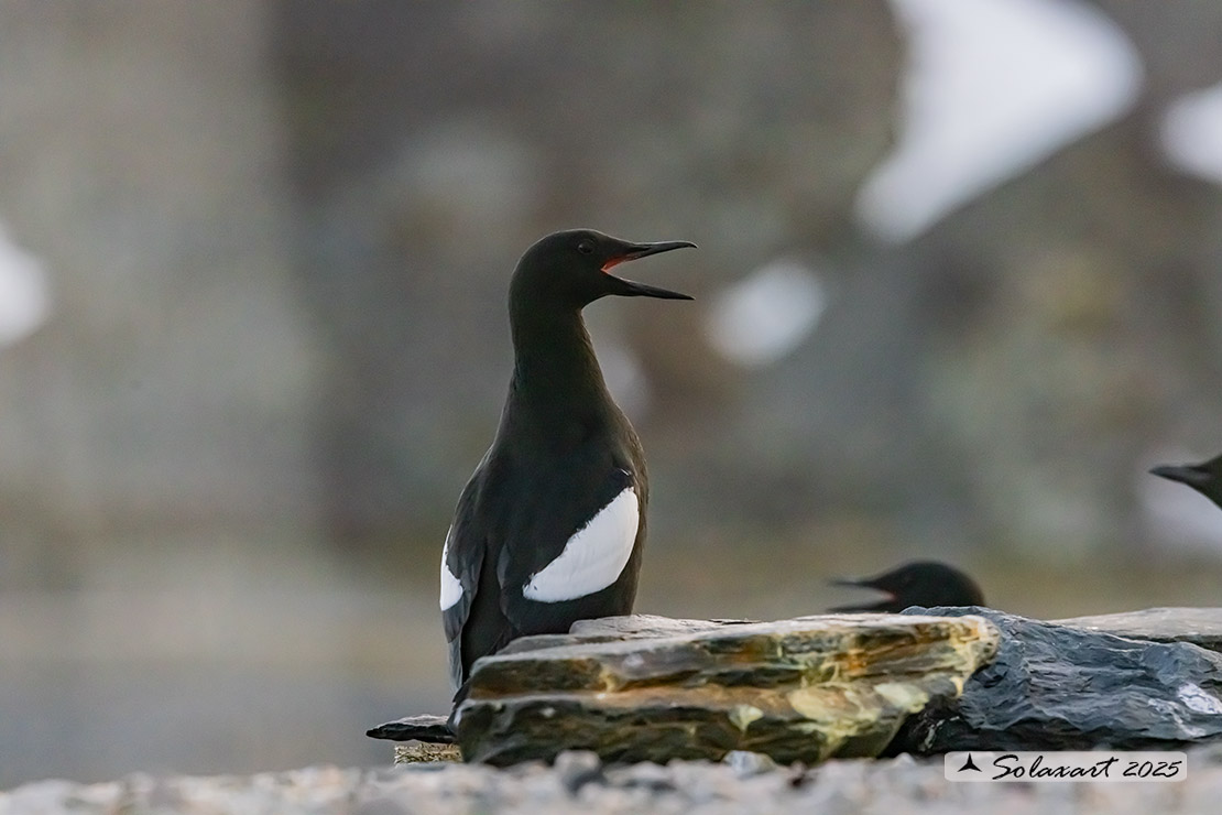Cepphus grylle; Uria nera; Black Guillemot