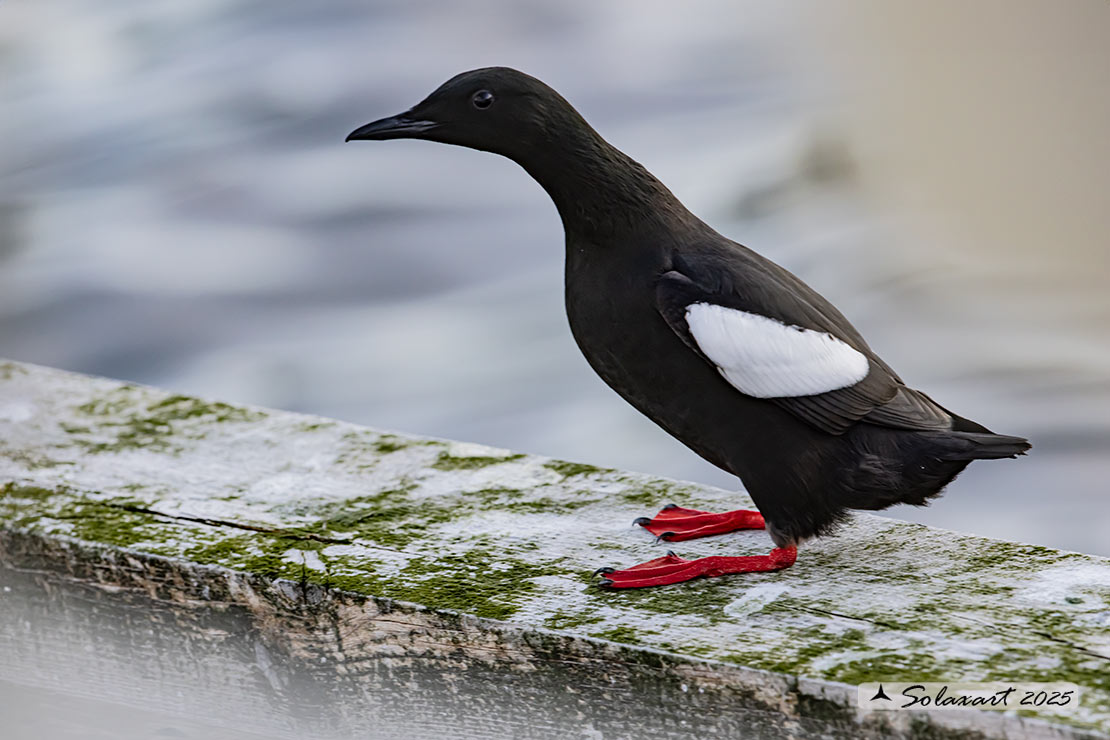Cepphus grylle; Uria nera; Black Guillemot