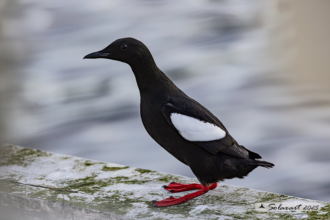 Cepphus grylle; Uria nera; Black Guillemot