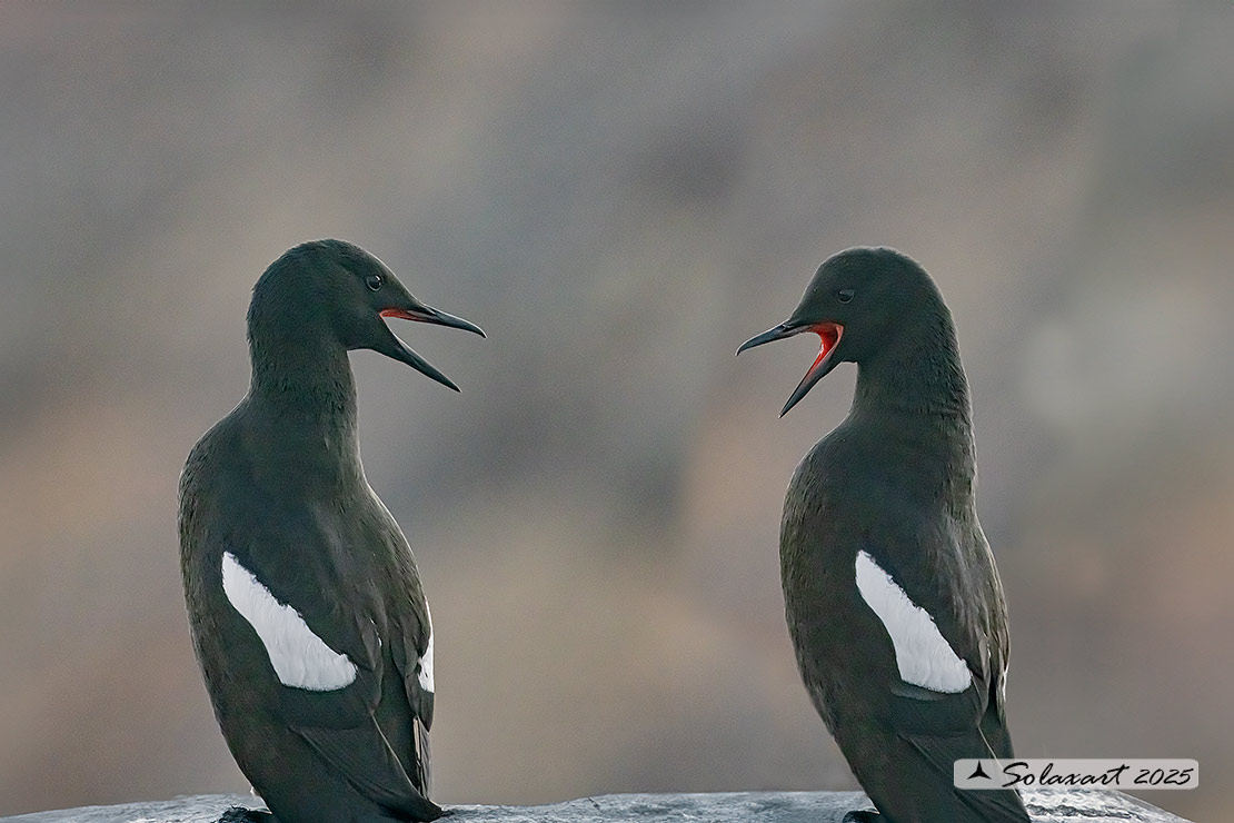 Cepphus grylle; Uria nera; Black Guillemot
