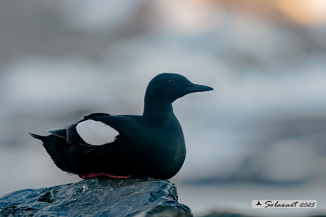 Cepphus grylle; Uria nera; Black Guillemot