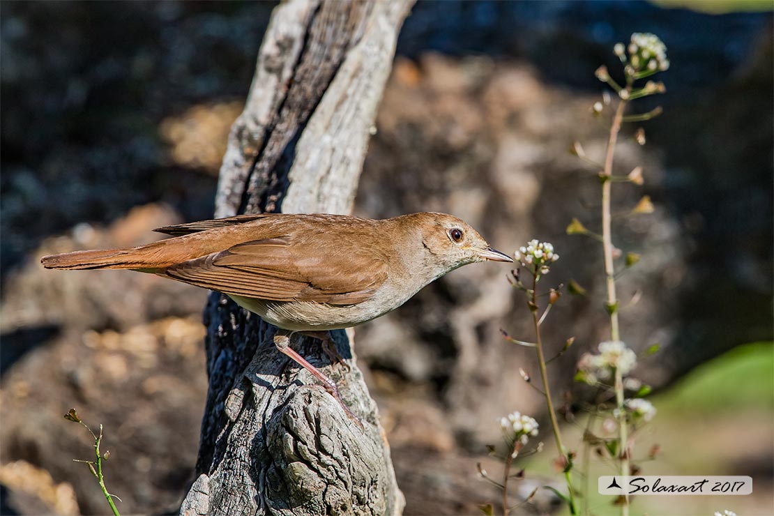 Luscinia megarhynchos: Usignolo; Nightingale