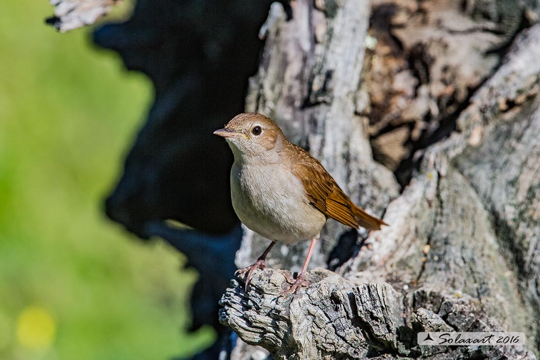 Luscinia megarhynchos: Usignolo; Nightingale