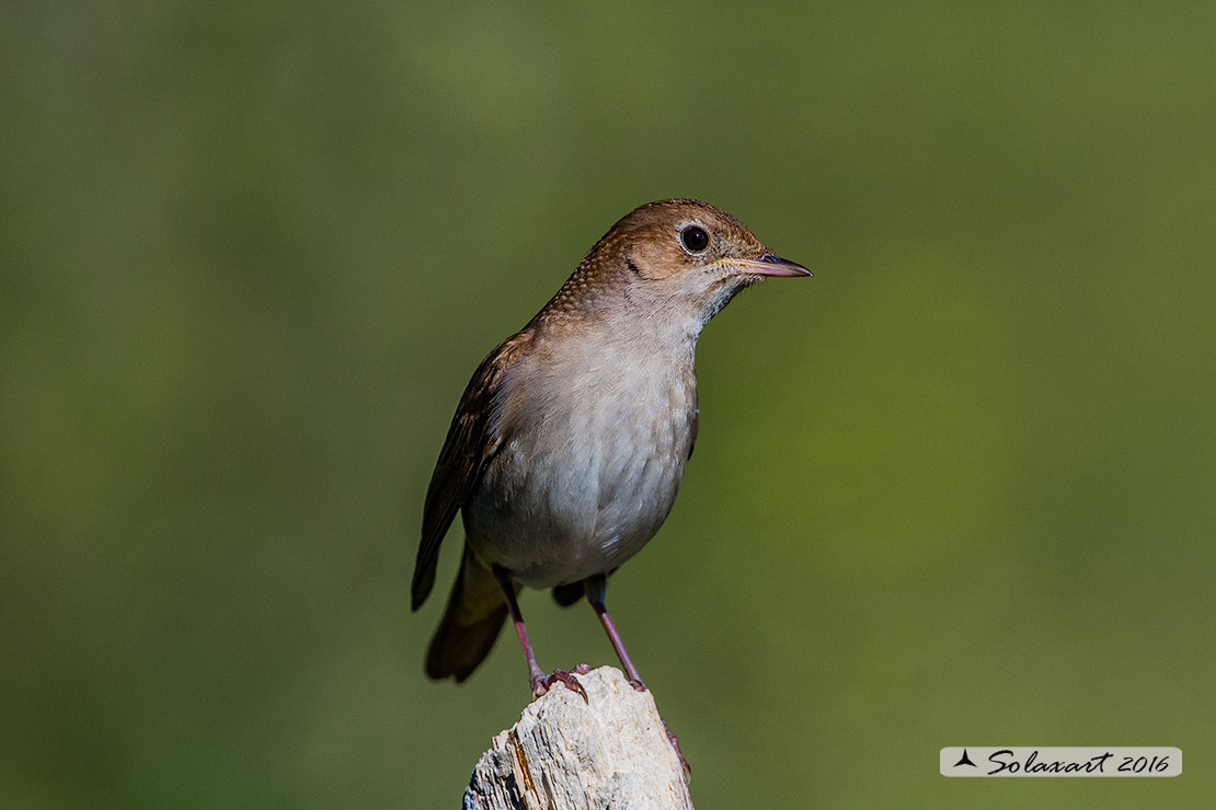Luscinia megarhynchos: Usignolo; Nightingale