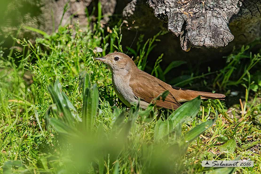 Luscinia megarhynchos: Usignolo; Nightingale