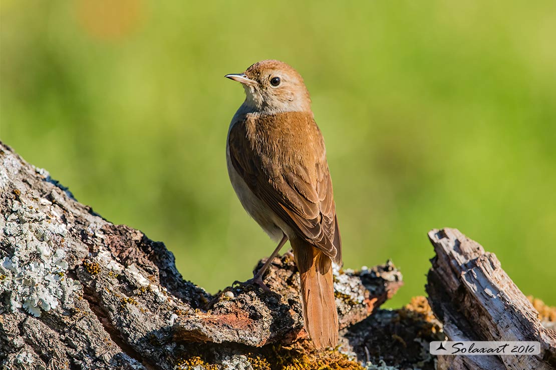 Luscinia megarhynchos: Usignolo; Nightingale