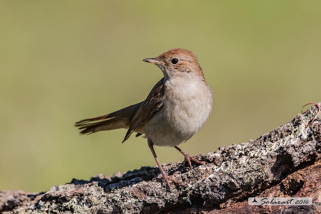 Luscinia megarhynchos: Usignolo; Nightingale