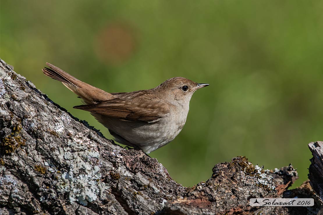 Luscinia megarhynchos: Usignolo; Nightingale