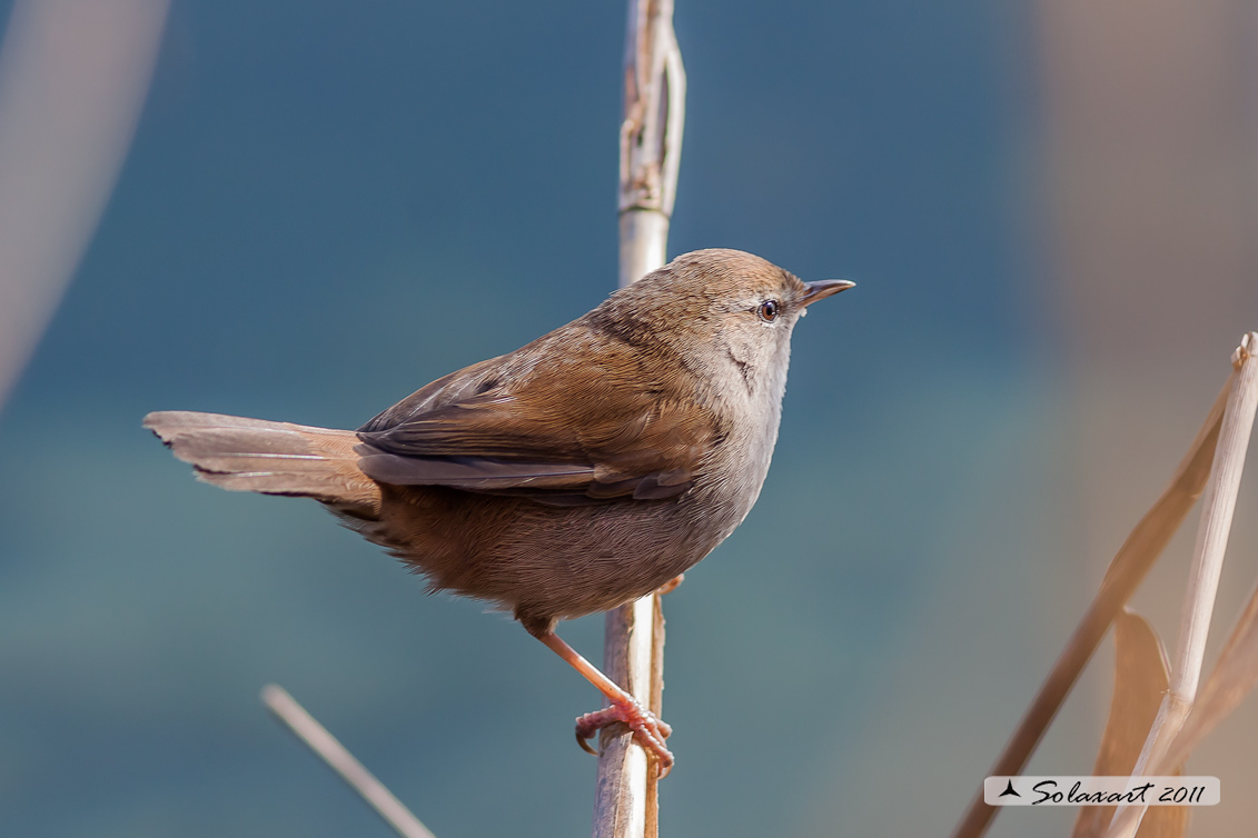 Cettia cetti - Usignolo di fiume - Cetti's Warbler