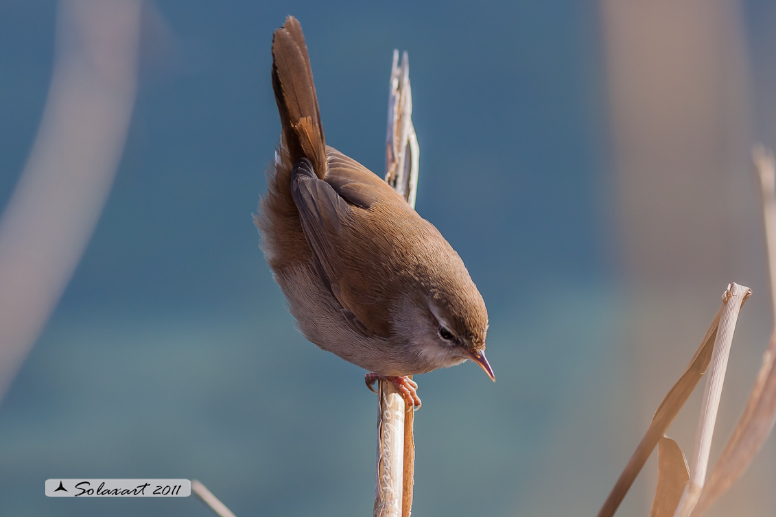 Cettia cetti - Usignolo di fiume - Cetti's Warbler