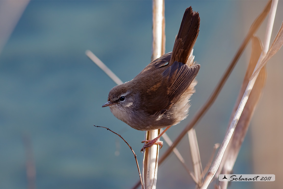 Cettia cetti - Usignolo di fiume - Cetti's Warbler