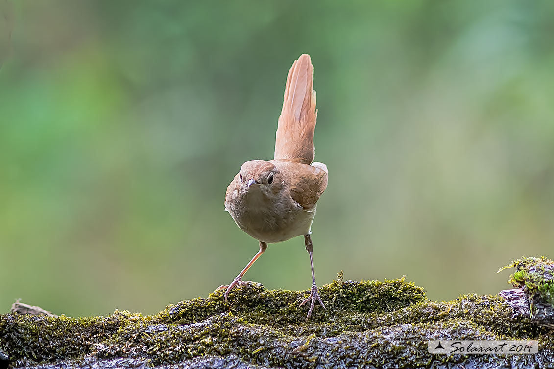 Luscinia megarhynchos: Usignolo; Nightingale