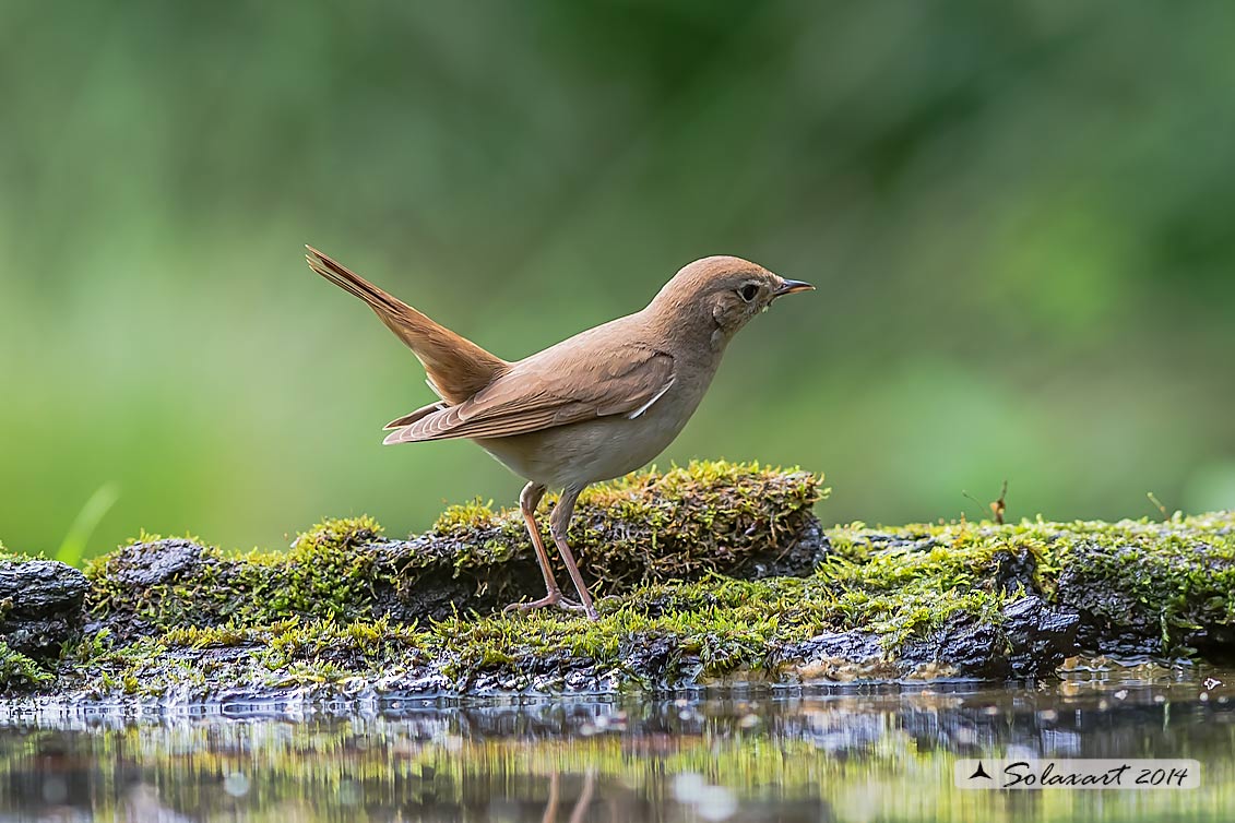 Luscinia megarhynchos: Usignolo; Nightingale