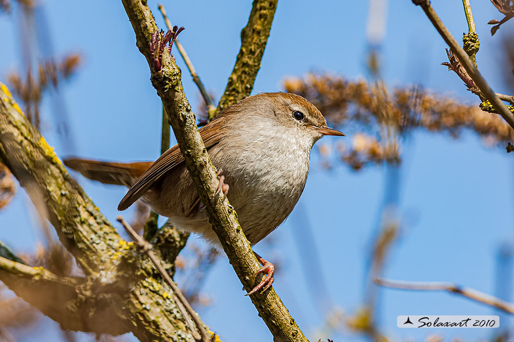 Cettia cetti - Usignolo di fiume - Cetti's Warbler