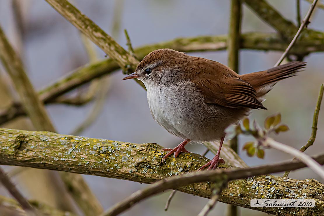Cettia cetti - Usignolo di fiume - Cetti's Warbler