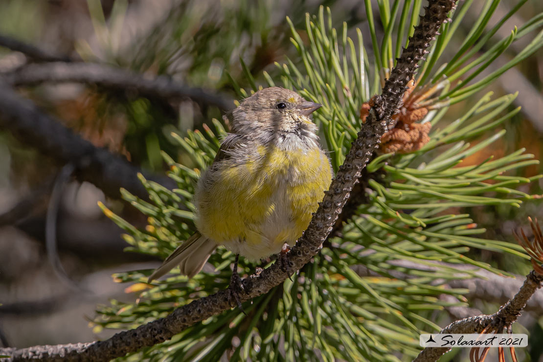 Carduelis citrinella:  Venturone  ; Citril Finch 