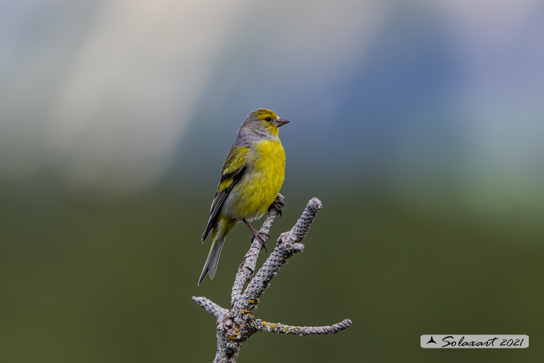 Carduelis citrinella:  Venturone  ; Citril Finch 