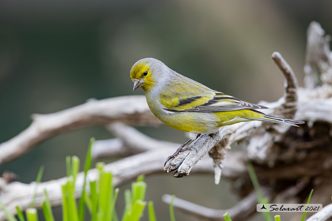 Carduelis citrinella:  Venturone  ; Citril Finch 