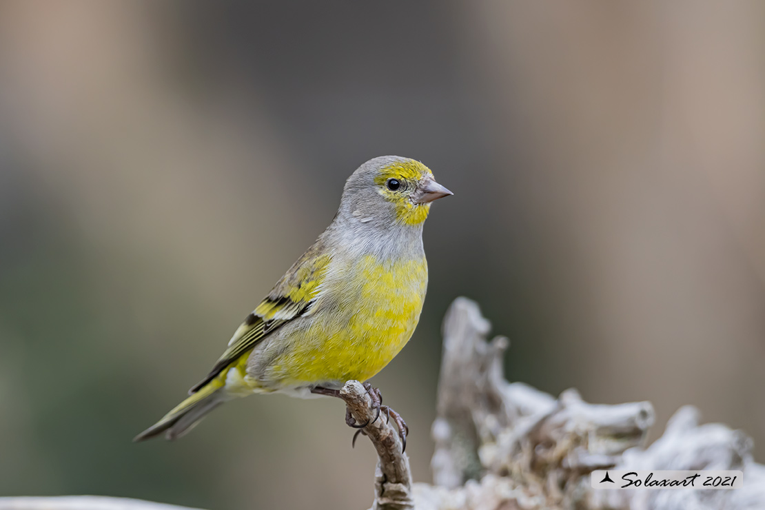 Carduelis citrinella:  Venturone  ; Citril Finch 