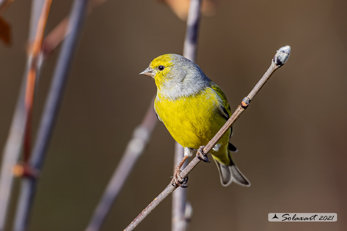 Carduelis citrinella:  Venturone  ; Citril Finch 