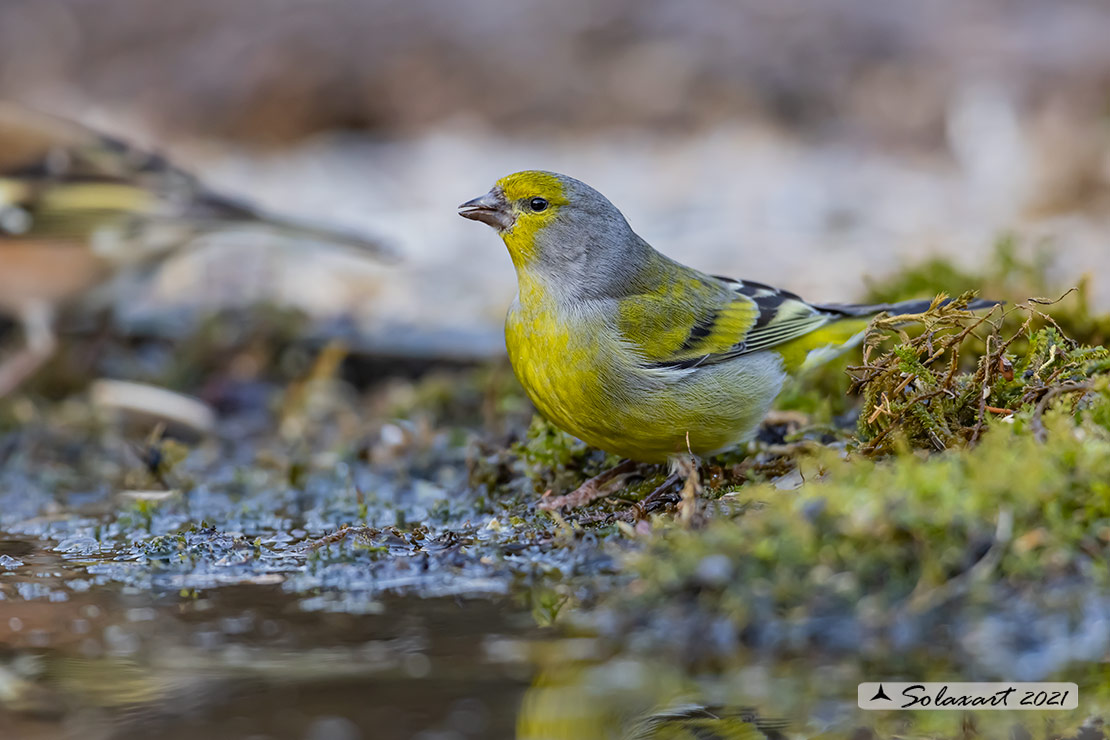 Carduelis citrinella:  Venturone  ; Citril Finch 