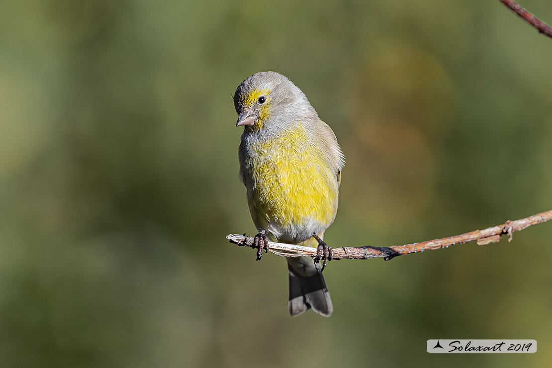 Carduelis citrinella:  Venturone  ; Citril Finch 