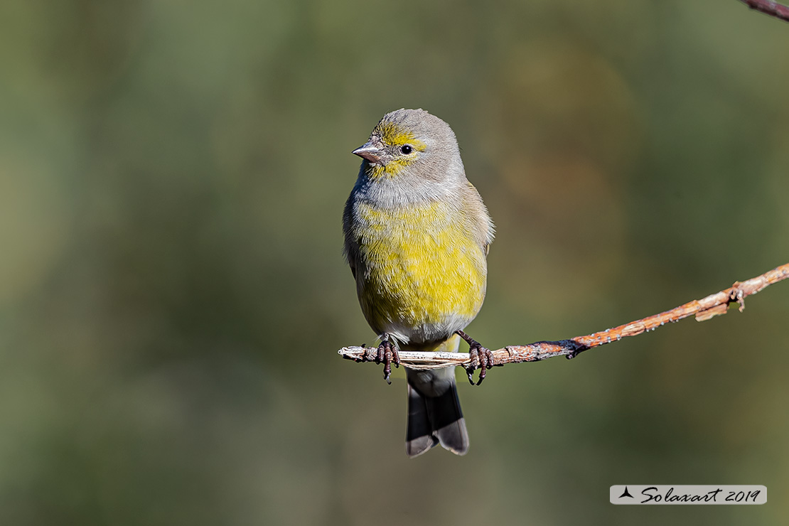 Carduelis citrinella:  Venturone  ; Citril Finch 