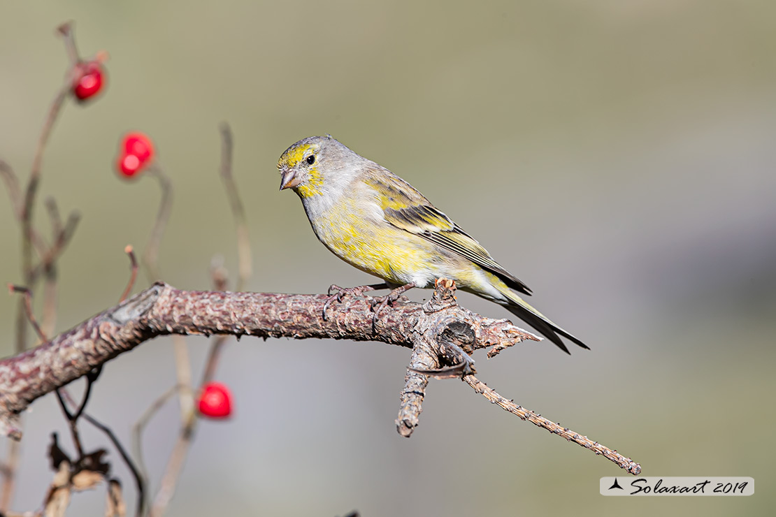 Carduelis citrinella:  Venturone  ; Citril Finch 