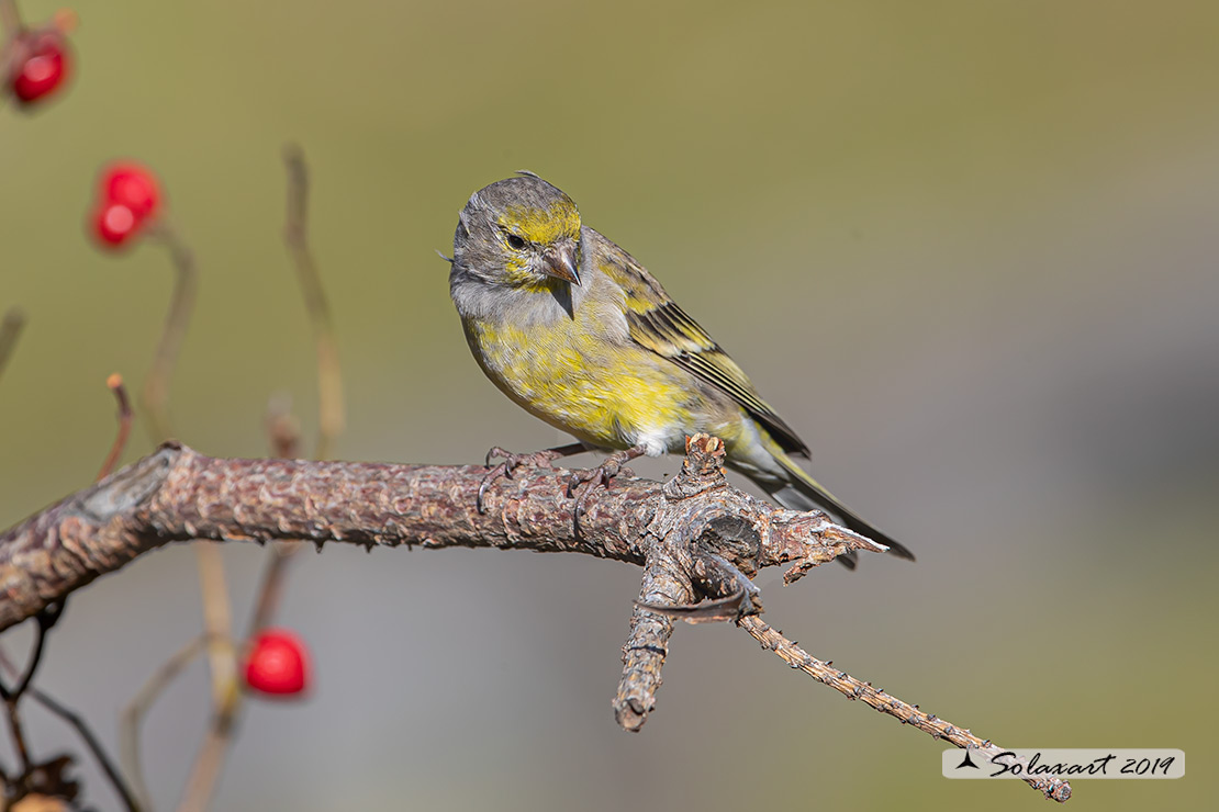 Carduelis citrinella:  Venturone  ; Citril Finch 