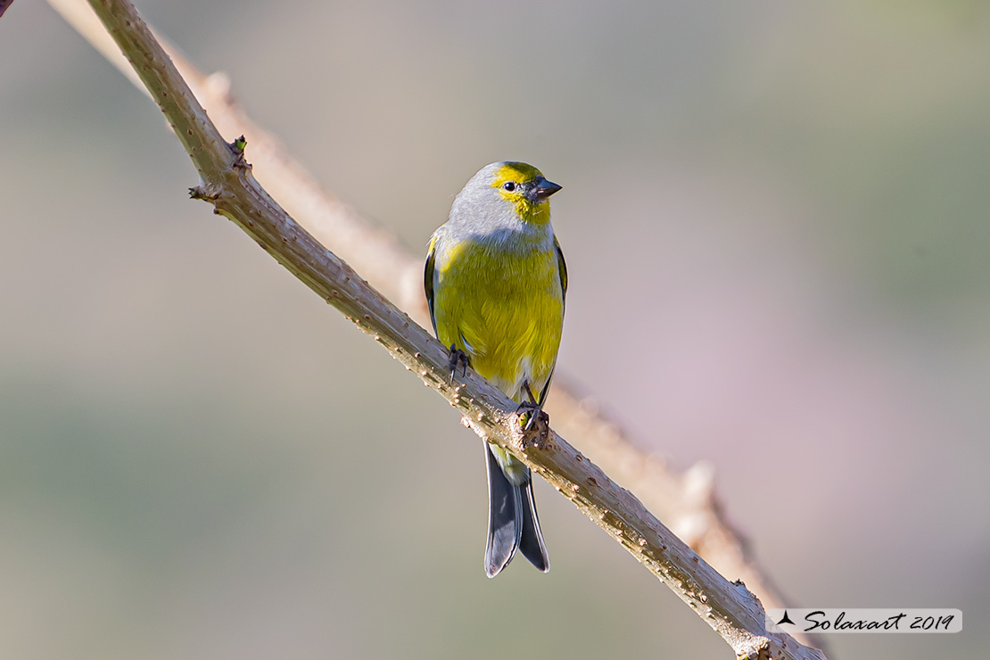 Carduelis citrinella:  Venturone  ; Citril Finch 