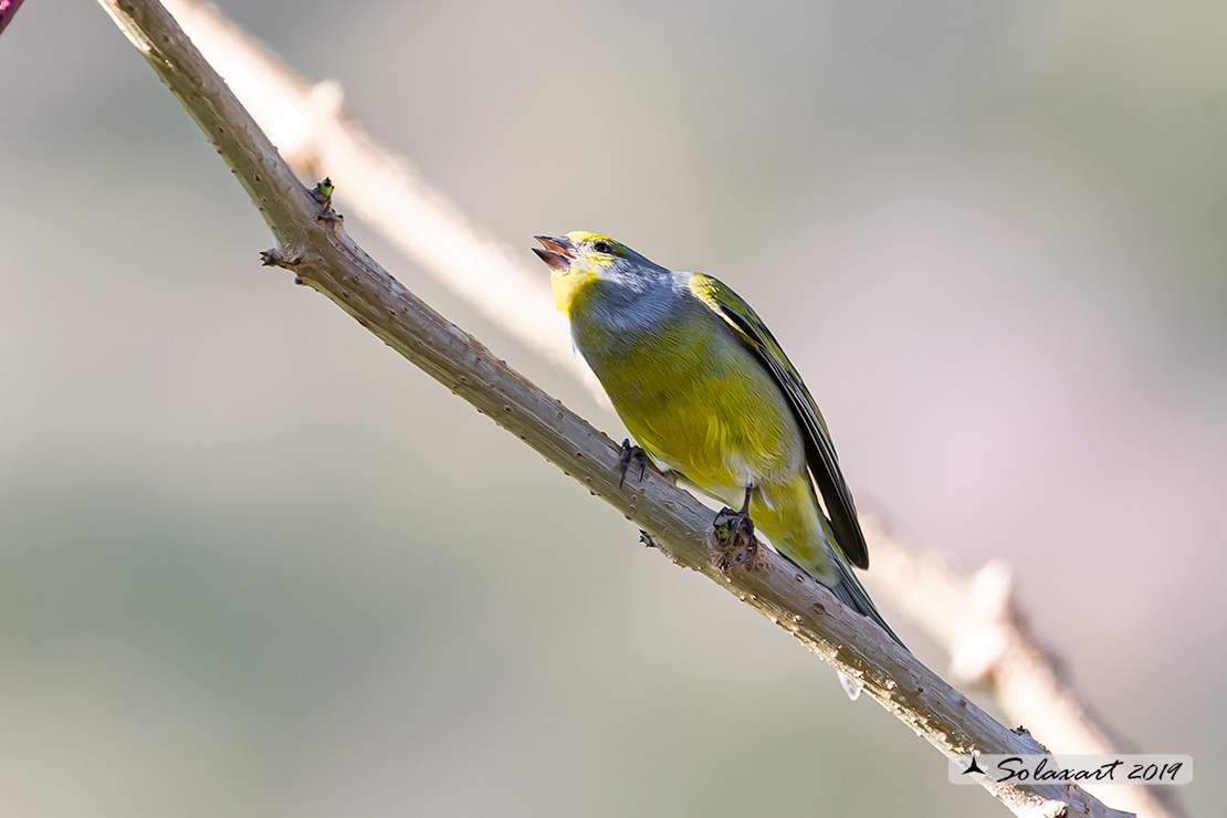 Carduelis citrinella:  Venturone  ; Citril Finch 