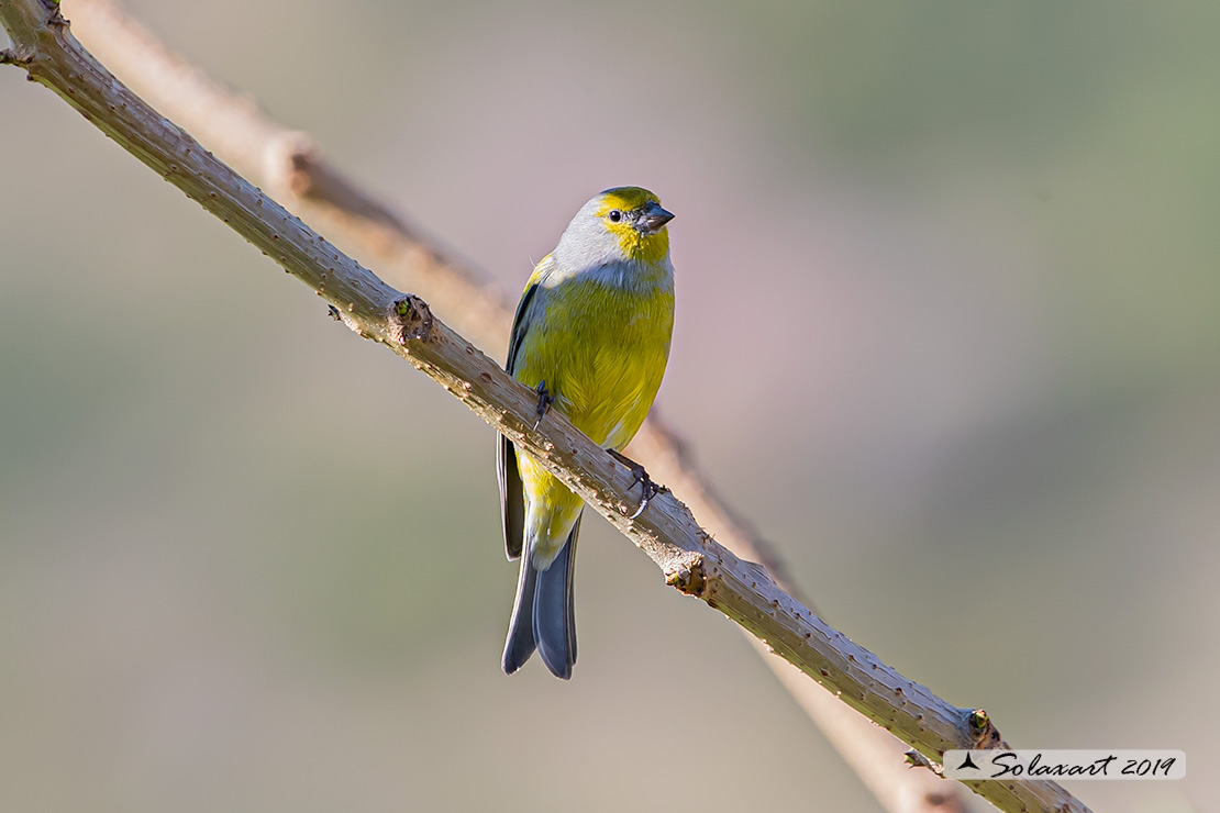 Carduelis citrinella:  Venturone  ; Citril Finch 