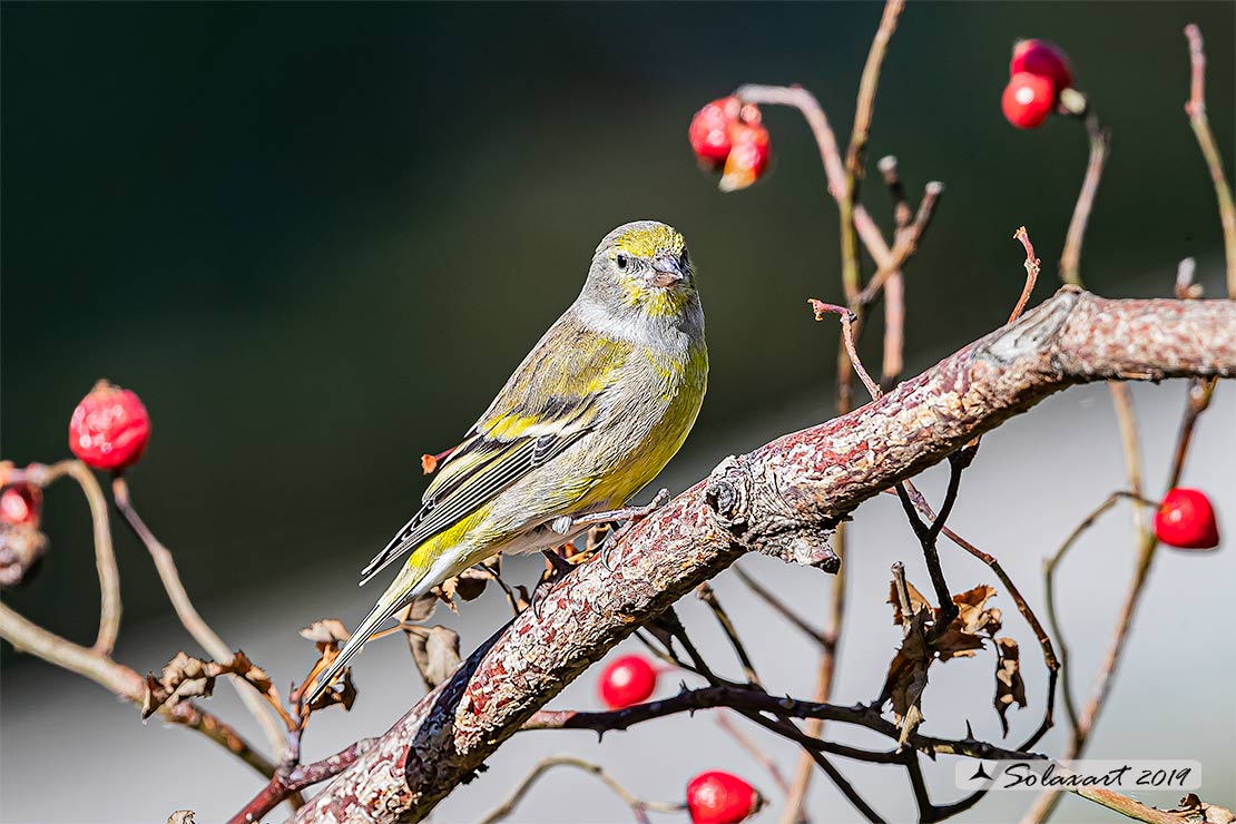 Carduelis citrinella:  Venturone  ; Citril Finch 