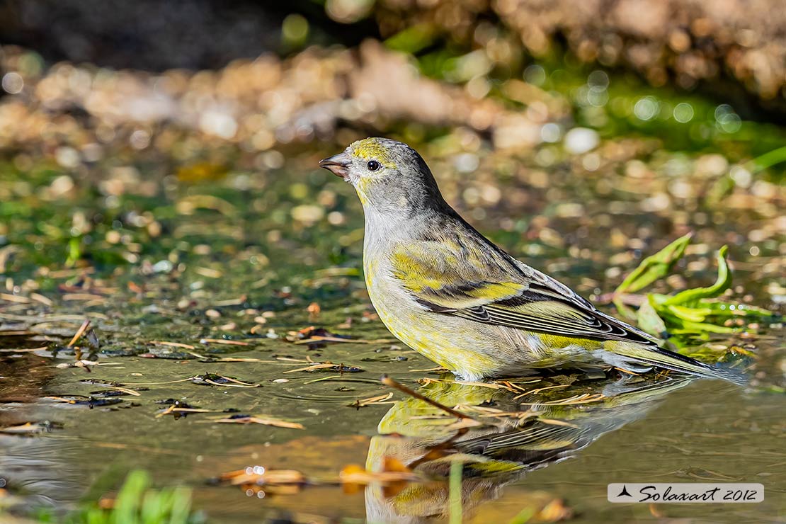 Carduelis citrinella:  Venturone  ; Citril Finch 