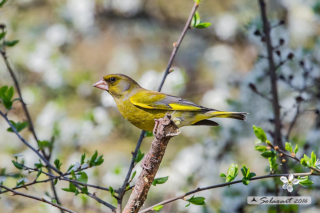 Carduelis chloris; Verdone; European Greenfinch
