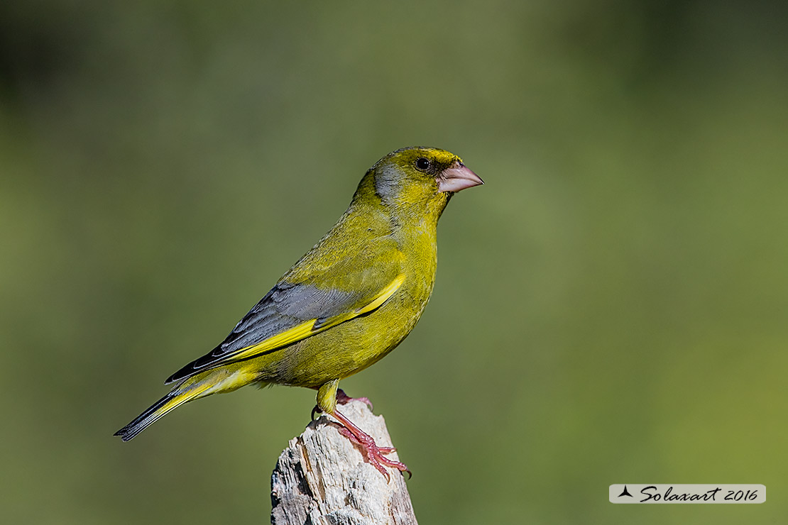 Carduelis chloris; Verdone; European Greenfinch