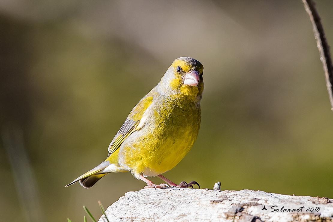 Carduelis chloris; Verdone; European Greenfinch
